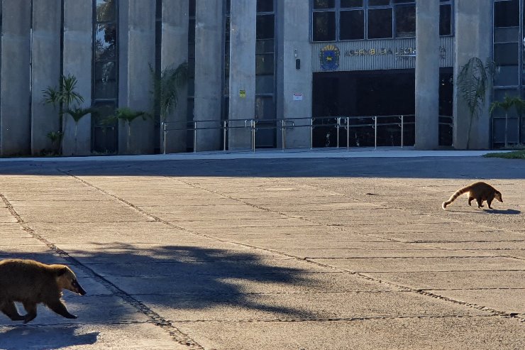 Imagem: A Assembleia Legislativa de Mato Grosso do Sul é localizada em reserva ecológica protegida pelas leis ambientais