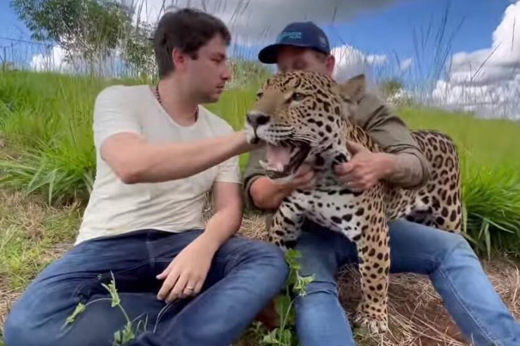 Imagem: Ele esteve no Instituto Onça Pintada, em Goiás, para conhecer melhor o universo da onça-pintada