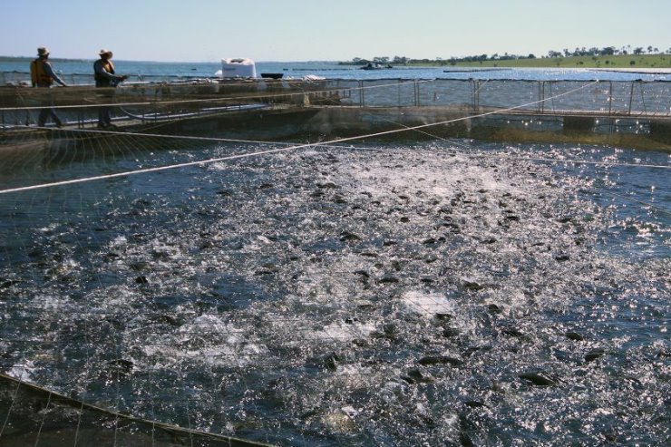 Imagem: Mato Grosso do Sul se destaca nacionalmente na produção de peixe