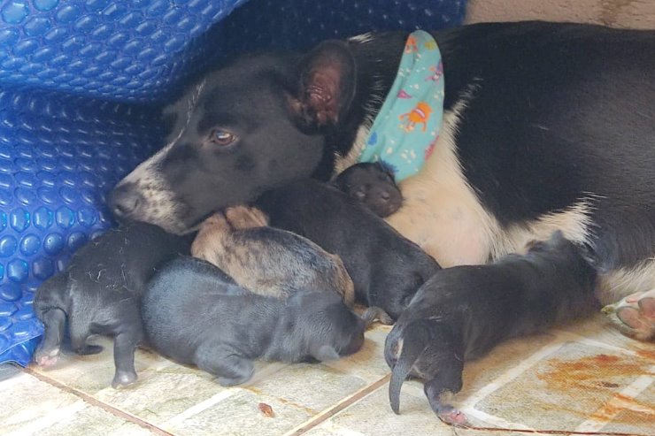 Imagem: A campanha visa combater o abandono aos animais e promover a guarda responsável 