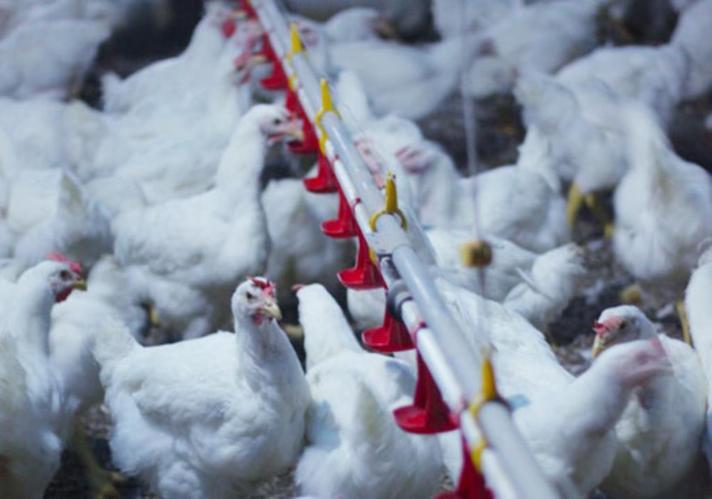 Imagem: : Água Clara é responsável por 22,6% da produção de carne de aves no Brasil.